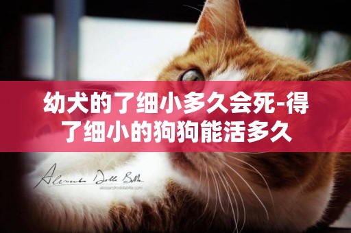 幼犬的了細小多久會死-得了細小的狗狗能活多久