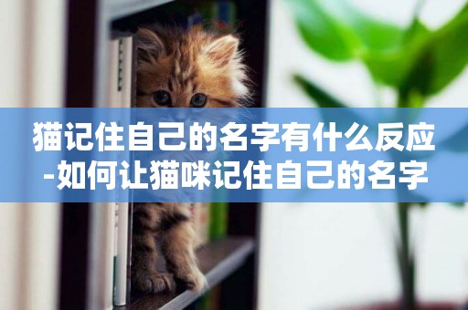 貓記住自己的名字有什么反應-如何讓貓咪記住自己的名字