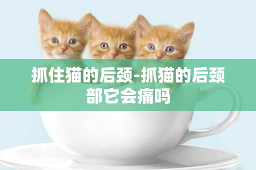 抓住貓的后頸-抓貓的后頸部它會痛嗎