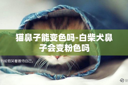 貓鼻子能變色嗎-白柴犬鼻子會變粉色嗎