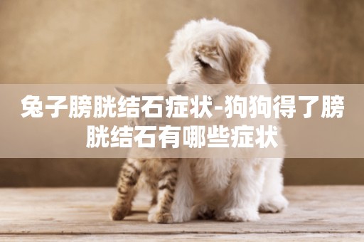 兔子膀胱結石癥狀-狗狗得了膀胱結石有哪些癥狀