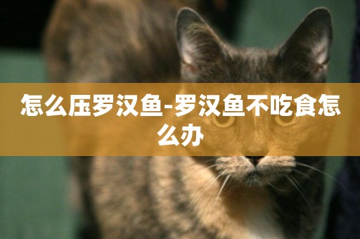 怎么壓羅漢魚-羅漢魚不吃食怎么辦