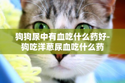 狗狗尿中有血吃什么藥好-狗吃洋蔥尿血吃什么藥