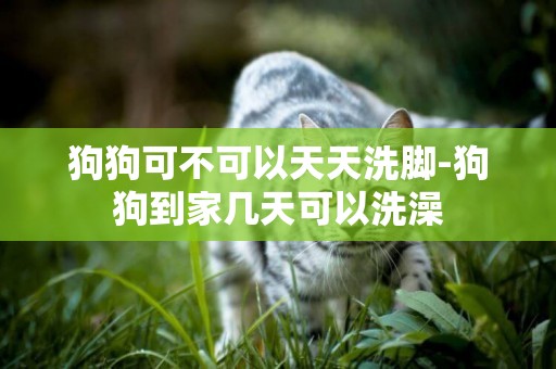 狗狗可不可以天天洗腳-狗狗到家幾天可以洗澡
