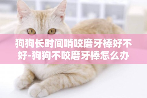 狗狗長時間啃咬磨牙棒好不好-狗狗不咬磨牙棒怎么辦