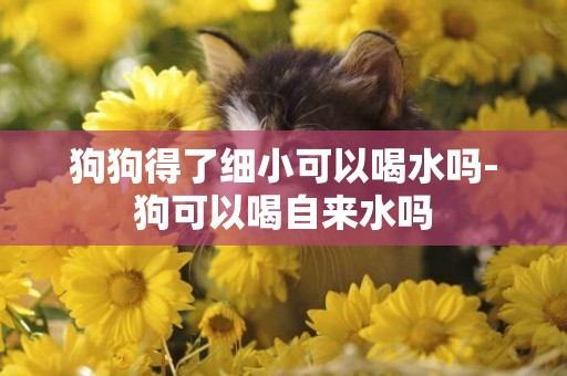 狗狗得了細小可以喝水嗎-狗可以喝自來水嗎