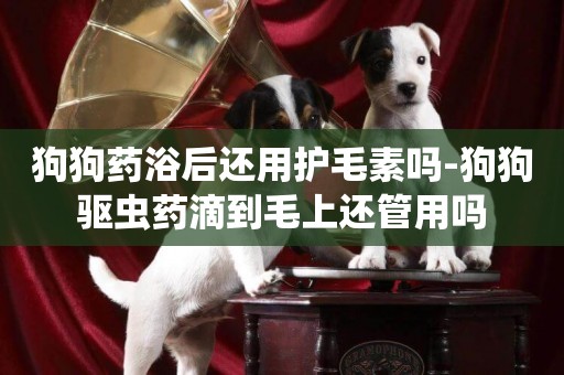 狗狗藥浴后還用護毛素嗎-狗狗驅蟲藥滴到毛上還管用嗎