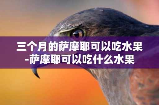 三個月的薩摩耶可以吃水果-薩摩耶可以吃什么水果