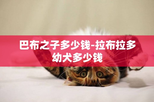 巴布之子多少錢-拉布拉多幼犬多少錢