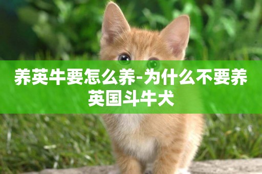 養英牛要怎么養-為什么不要養英國斗牛犬