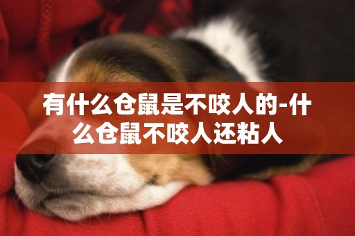 有什么倉鼠是不咬人的-什么倉鼠不咬人還粘人