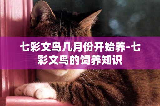七彩文鳥幾月份開始養-七彩文鳥的飼養知識