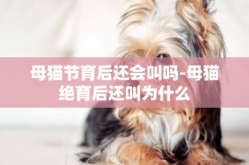 母貓節育后還會叫嗎-母貓絕育后還叫為什么