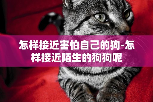 怎樣接近害怕自己的狗-怎樣接近陌生的狗狗呢