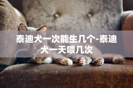 泰迪犬一次能生幾個-泰迪犬一天喂幾次