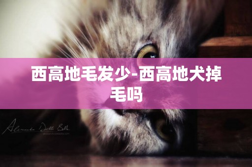 西高地毛發少-西高地犬掉毛嗎