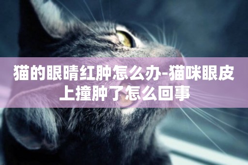 貓的眼晴紅腫怎么辦-貓咪眼皮上撞腫了怎么回事