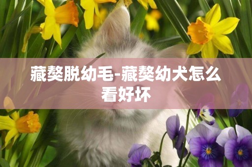 藏獒脫幼毛-藏獒幼犬怎么看好壞