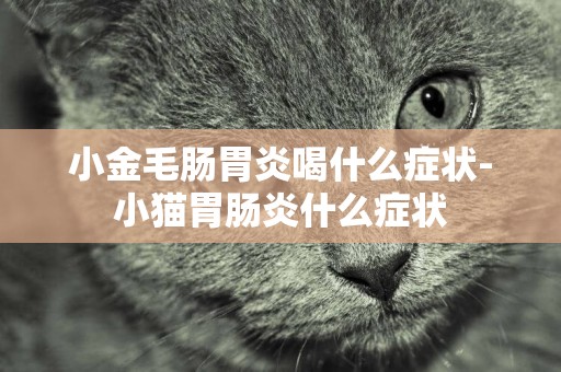 小金毛腸胃炎喝什么癥狀-小貓胃腸炎什么癥狀