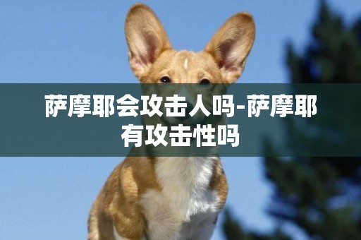 薩摩耶會攻擊人嗎-薩摩耶有攻擊性嗎