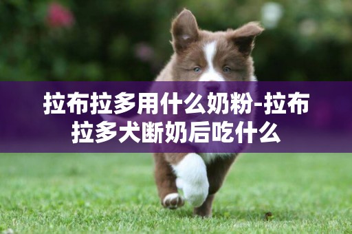拉布拉多用什么奶粉-拉布拉多犬斷奶后吃什么