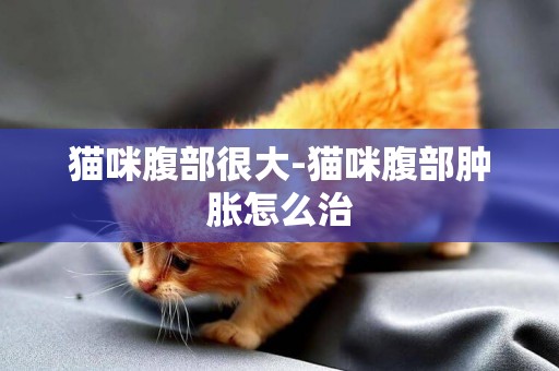 貓咪腹部很大-貓咪腹部腫脹怎么治