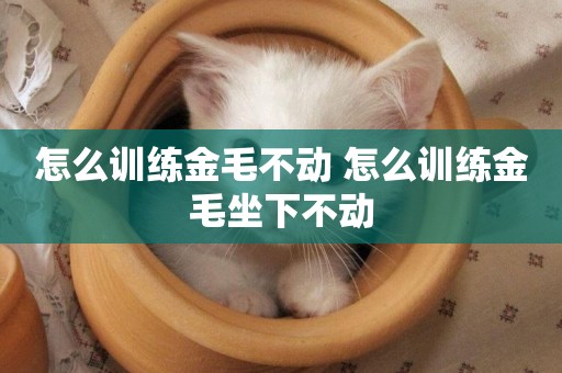 怎么訓練金毛不動 怎么訓練金毛坐下不動