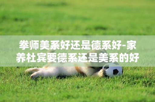 拳師美系好還是德系好-家養杜賓要德系還是美系的好