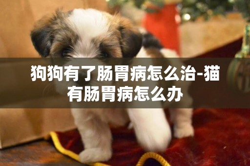 狗狗有了腸胃病怎么治-貓有腸胃病怎么辦