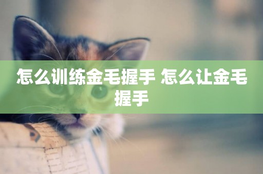 怎么訓練金毛握手 怎么讓金毛握手