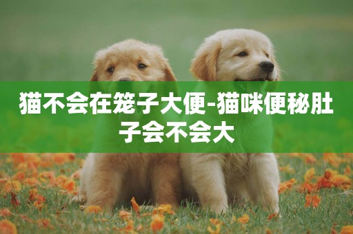 貓不會在籠子大便-貓咪便秘肚子會不會大