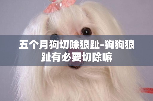 五個月狗切除狼趾-狗狗狼趾有必要切除嘛