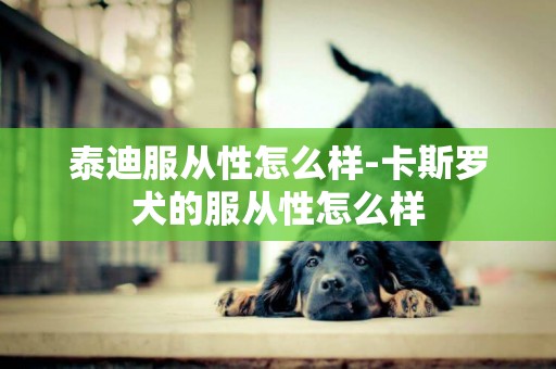 泰迪服從性怎么樣-卡斯羅犬的服從性怎么樣