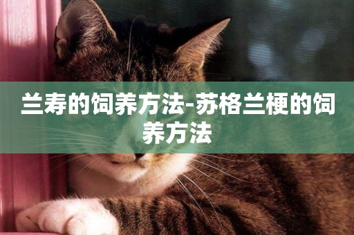 蘭壽的飼養方法-蘇格蘭梗的飼養方法