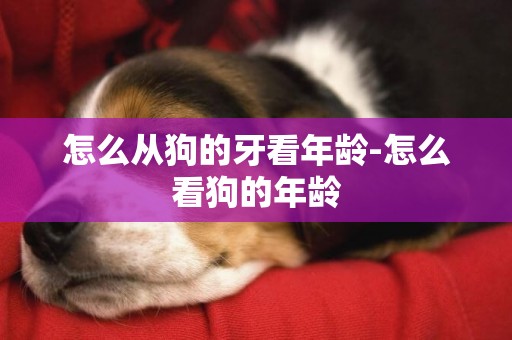 怎么從狗的牙看年齡-怎么看狗的年齡