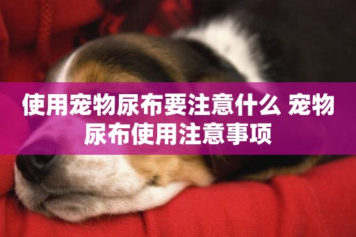 使用寵物尿布要注意什么 寵物尿布使用注意事項
