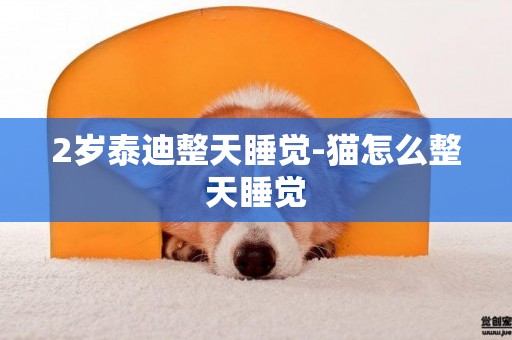 2歲泰迪整天睡覺-貓怎么整天睡覺
