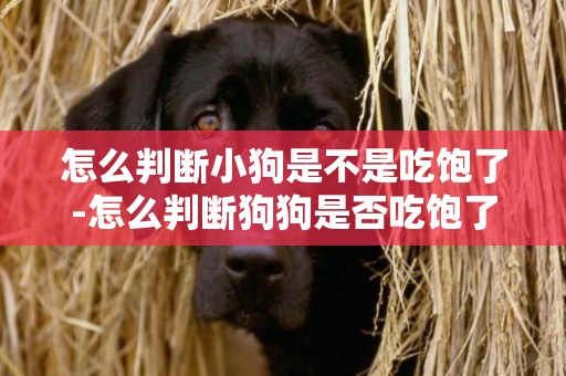 怎么判斷小狗是不是吃飽了-怎么判斷狗狗是否吃飽了