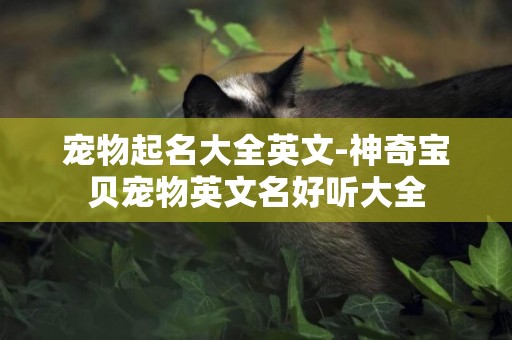 寵物起名大全英文-神奇寶貝寵物英文名好聽大全