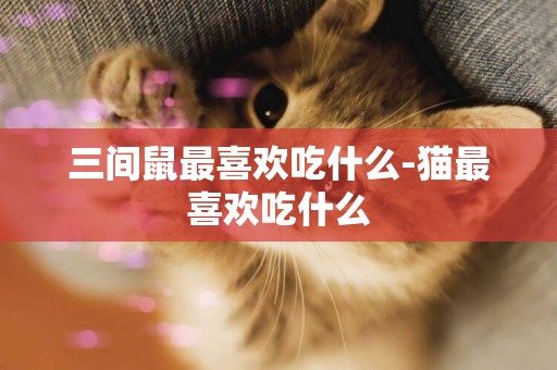 三間鼠最喜歡吃什么-貓最喜歡吃什么