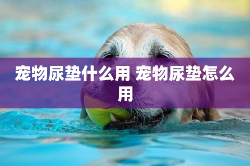 寵物尿墊什么用 寵物尿墊怎么用