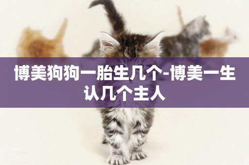 博美狗狗一胎生幾個-博美一生認幾個主人