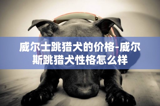 威爾士跳獵犬的價格-威爾斯跳獵犬性格怎么樣