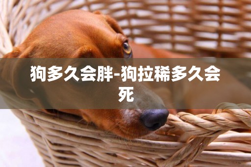 狗多久會胖-狗拉稀多久會死