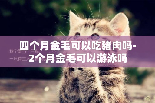 四個月金毛可以吃豬肉嗎-2個月金毛可以游泳嗎