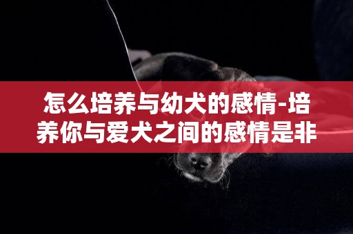 怎么培養與幼犬的感情-培養你與愛犬之間的感情是非常容易的