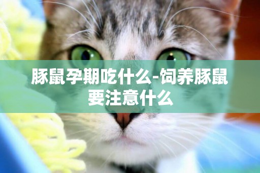 豚鼠孕期吃什么-飼養豚鼠要注意什么