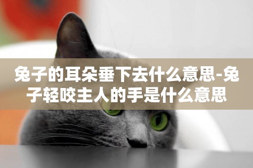兔子的耳朵垂下去什么意思-兔子輕咬主人的手是什么意思