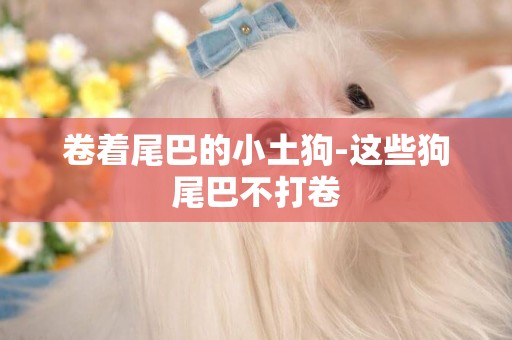 卷著尾巴的小土狗-這些狗尾巴不打卷