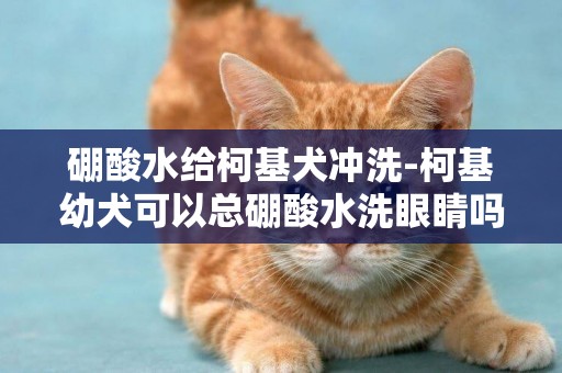 硼酸水給柯基犬沖洗-柯基幼犬可以總硼酸水洗眼睛嗎